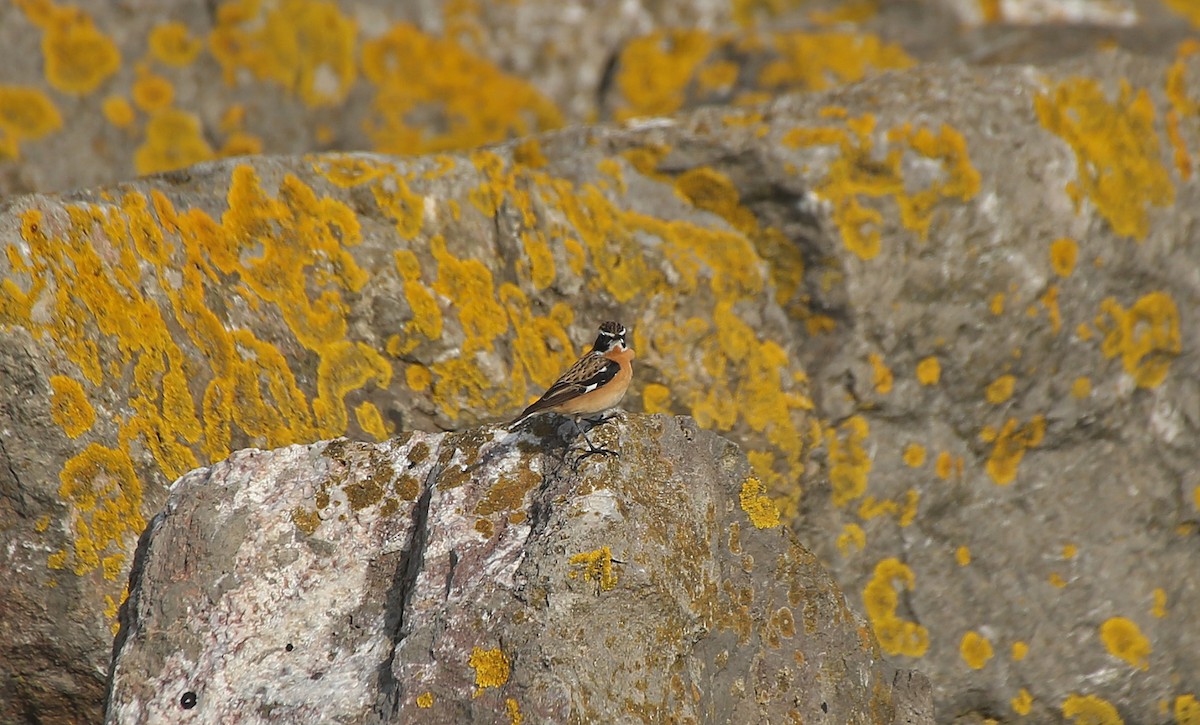 Whinchat - ML152132541