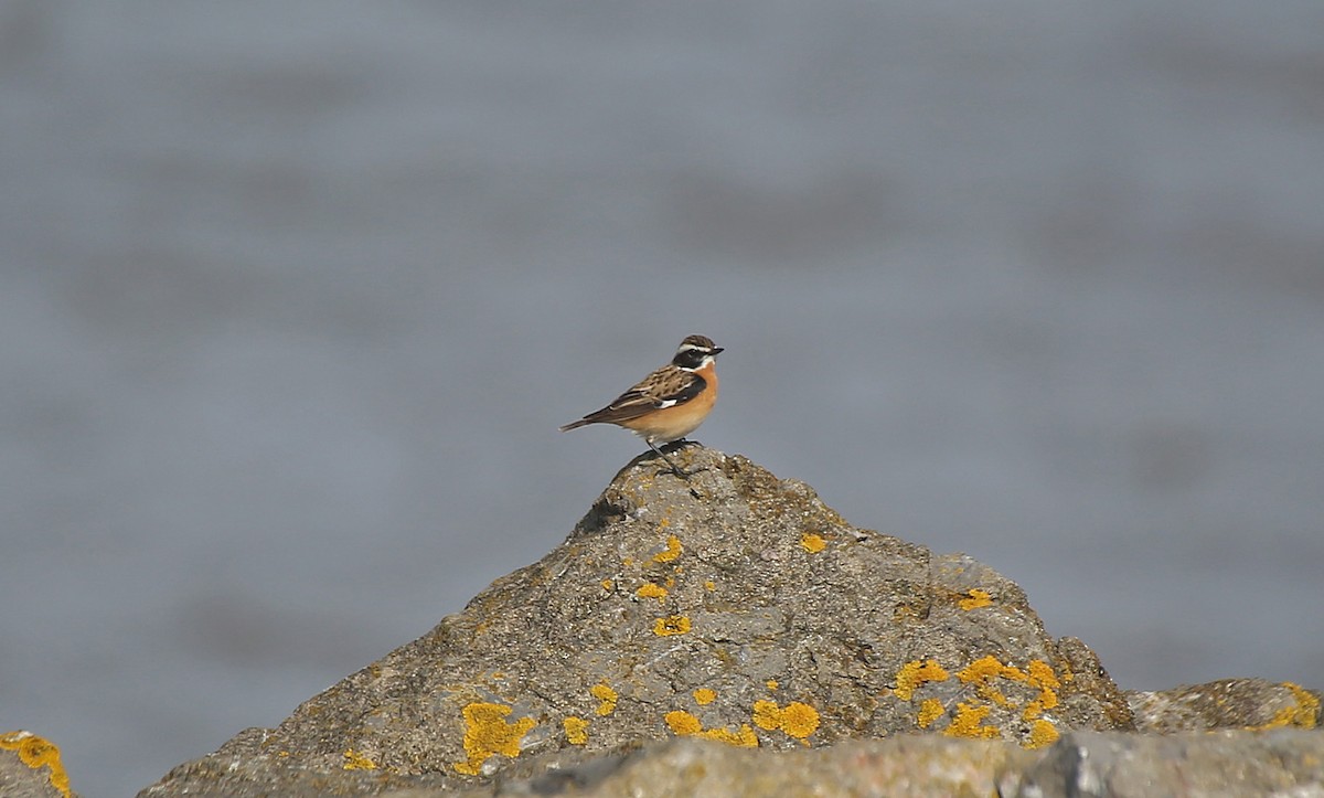 Whinchat - ML152132551