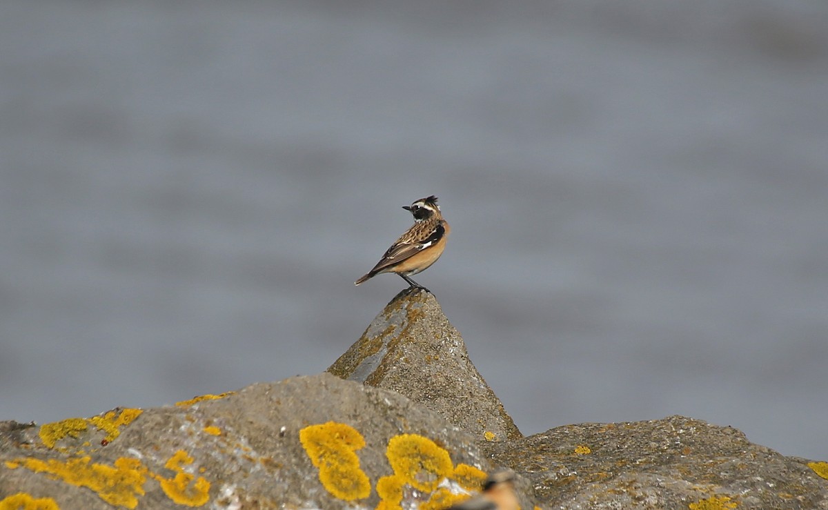 Whinchat - ML152132591