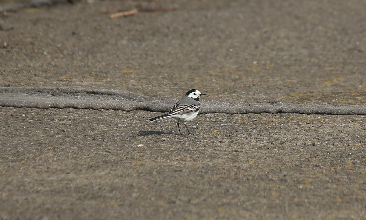 White Wagtail (White-faced) - ML152132651