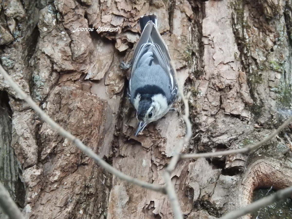 White-breasted Nuthatch - Joanne Masson