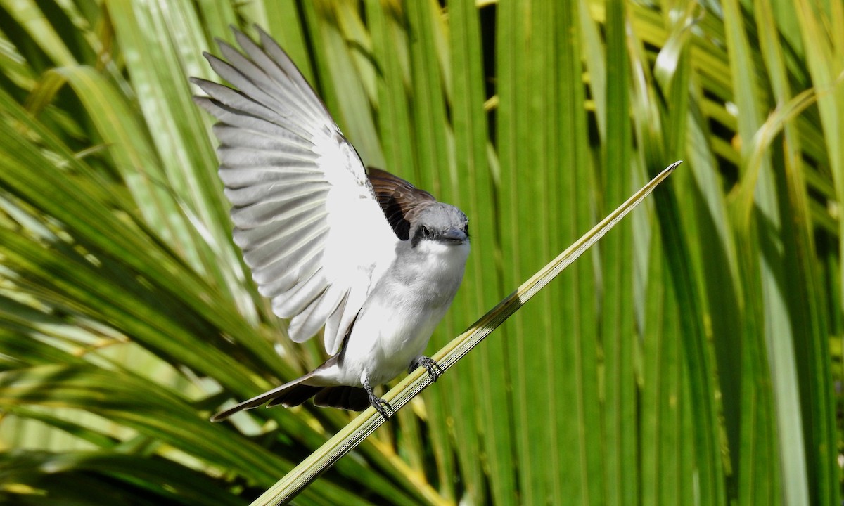Gray Kingbird - grete pasch