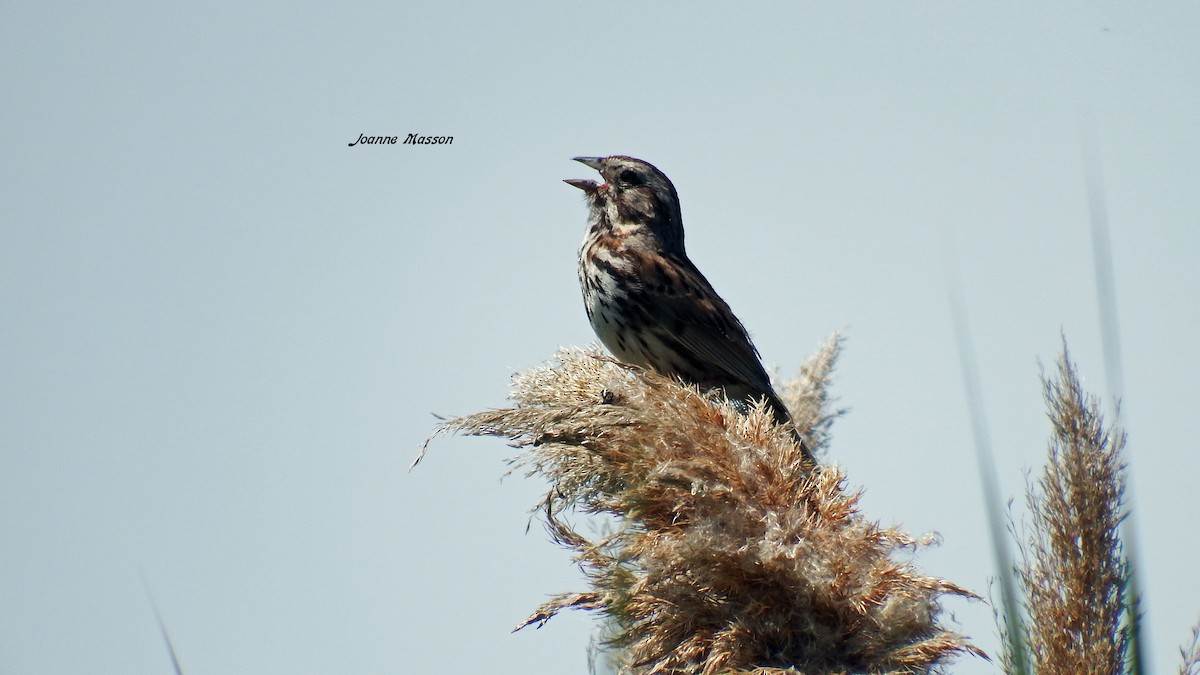 Song Sparrow - Joanne Masson