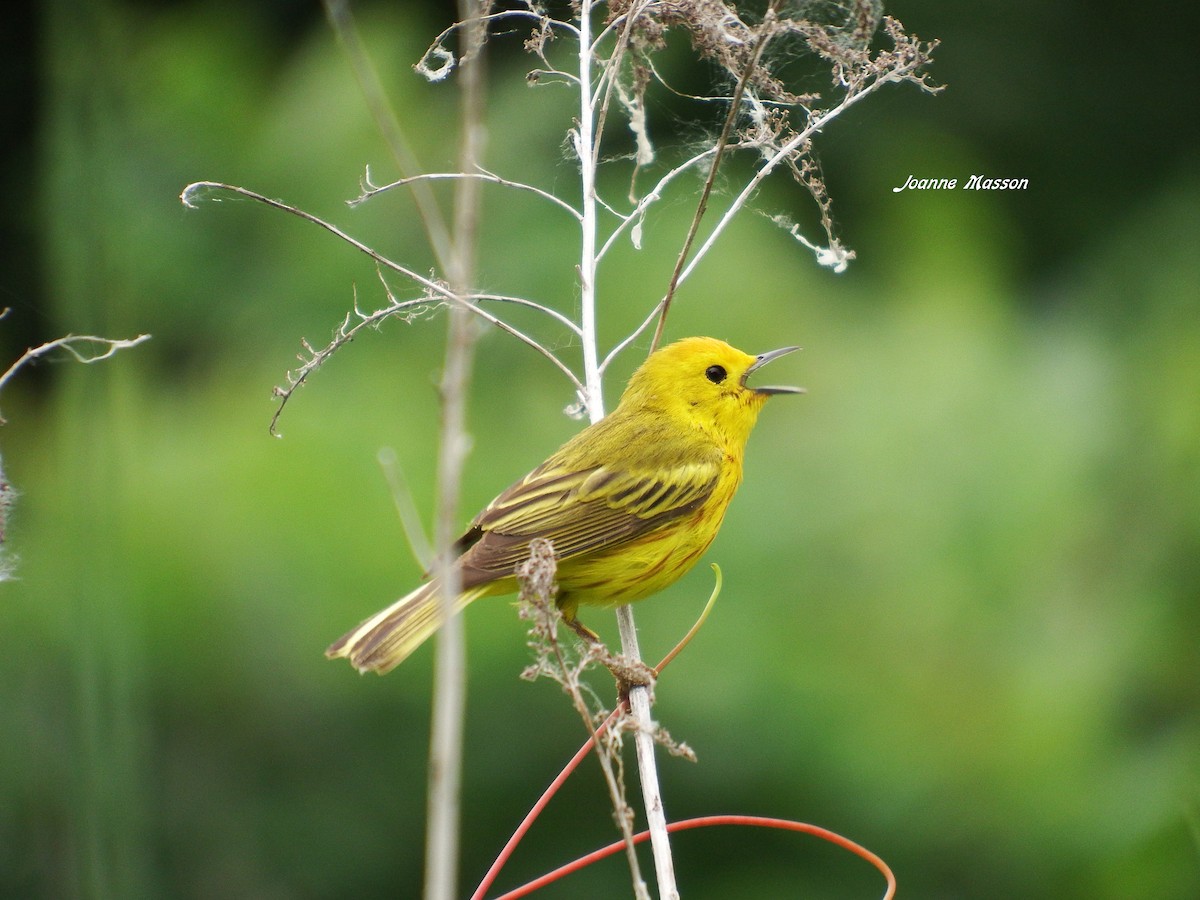 Yellow Warbler - Joanne Masson