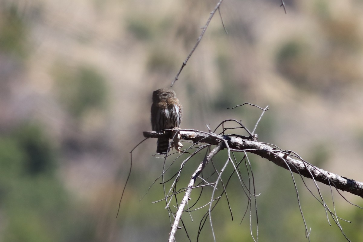 Northern Pygmy-Owl - Jane Sender
