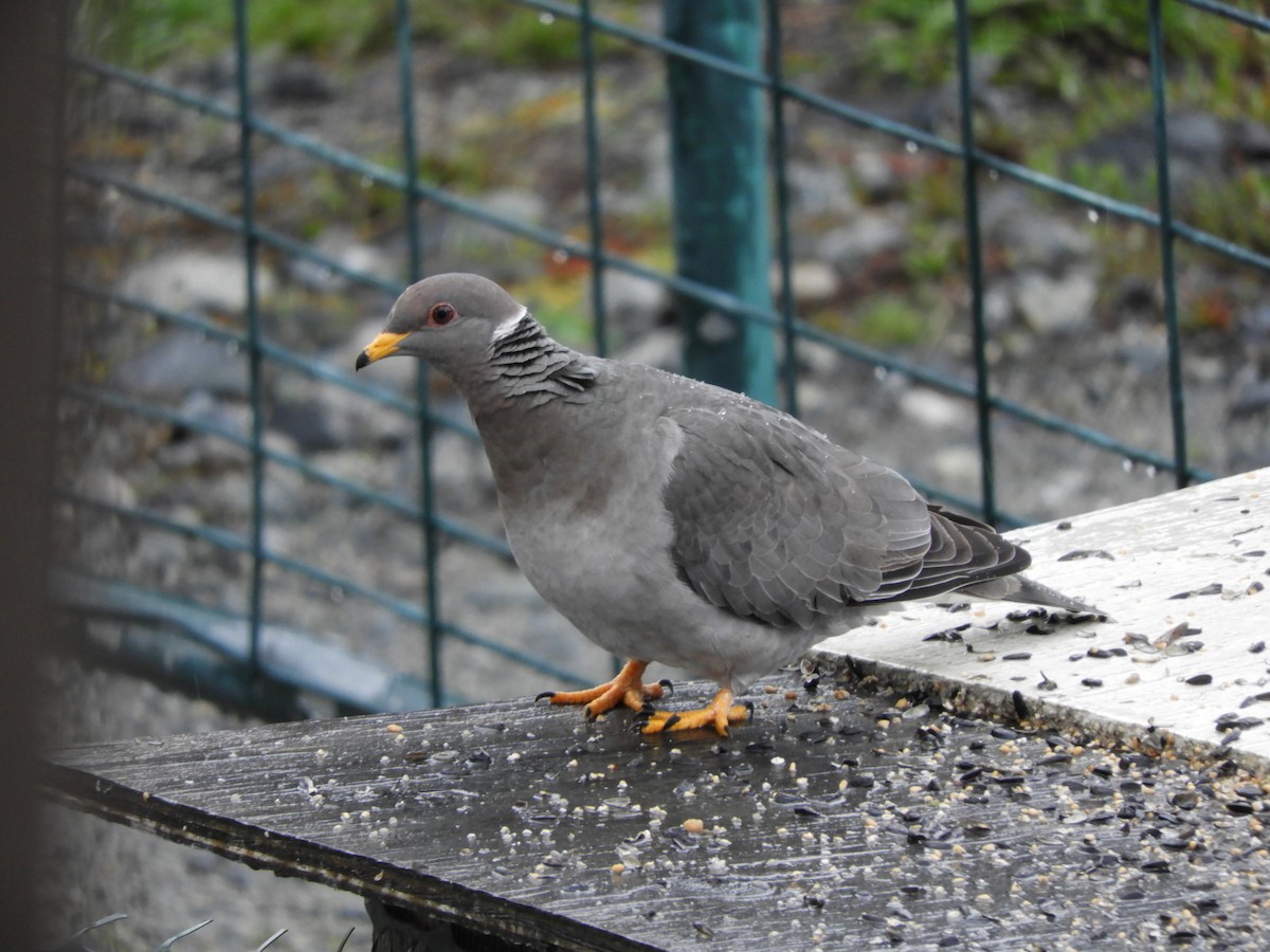 Band-tailed Pigeon - ML152134781