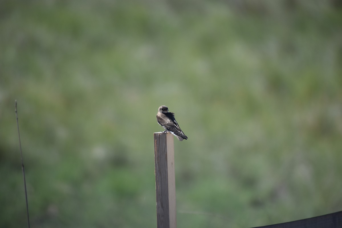 Northern Rough-winged Swallow - Daniel Errichetti