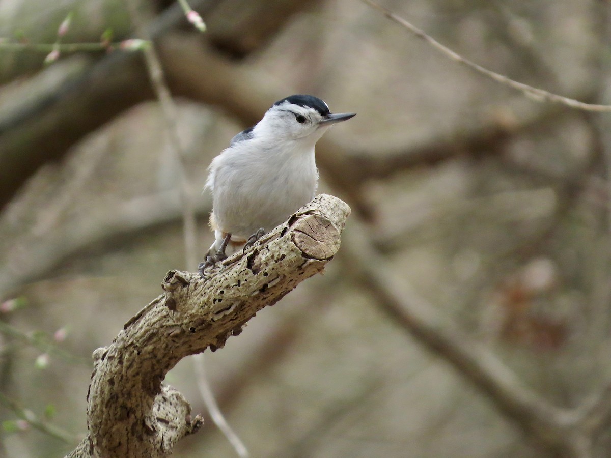 White-breasted Nuthatch - Marjorie Watson