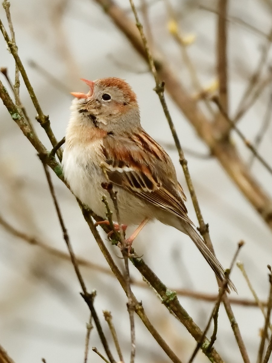 Field Sparrow - Jack Verdin