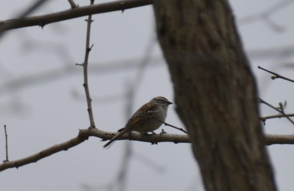 Chipping Sparrow - ML152137561