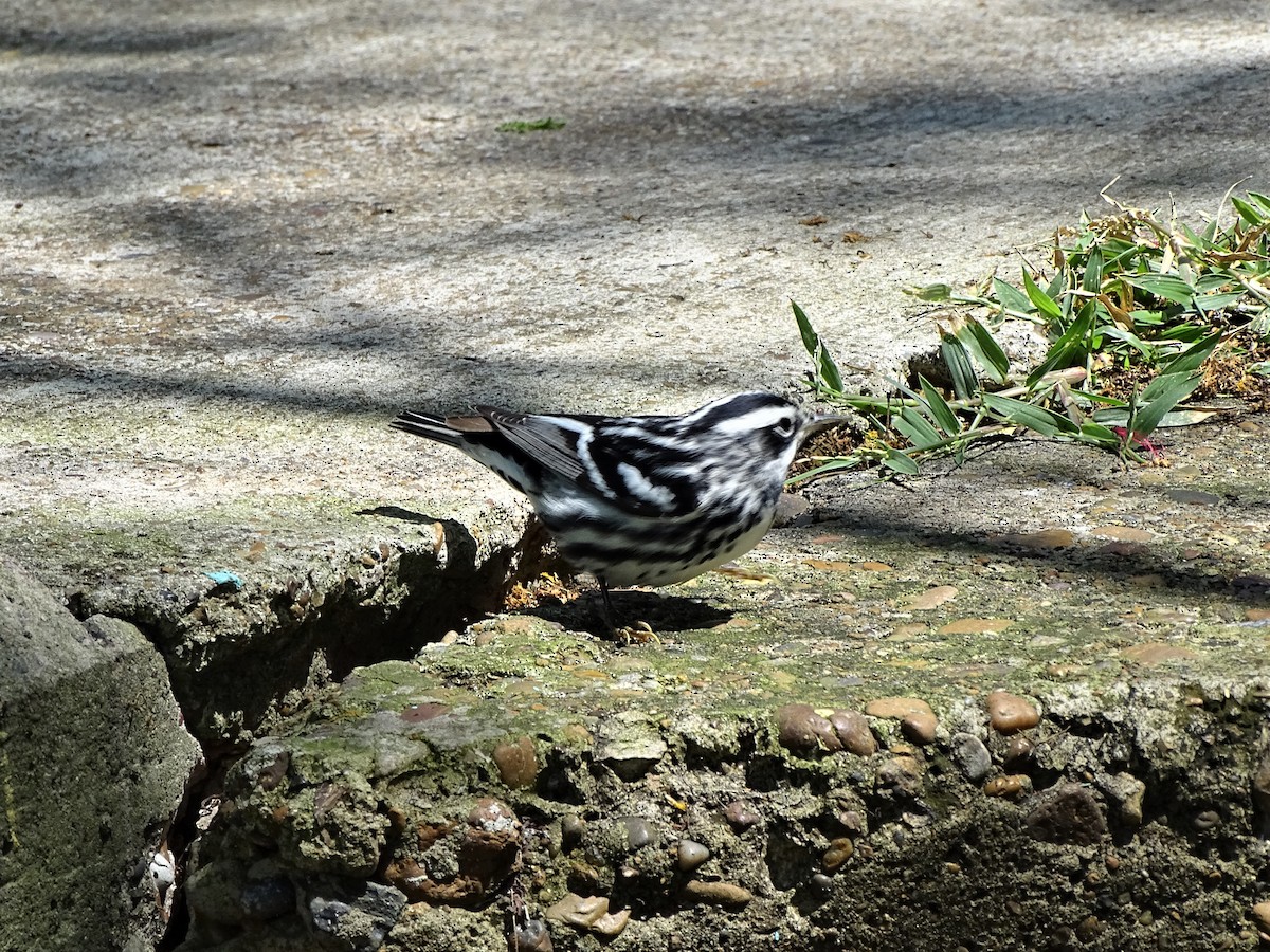 Black-and-white Warbler - Norma Friedrich
