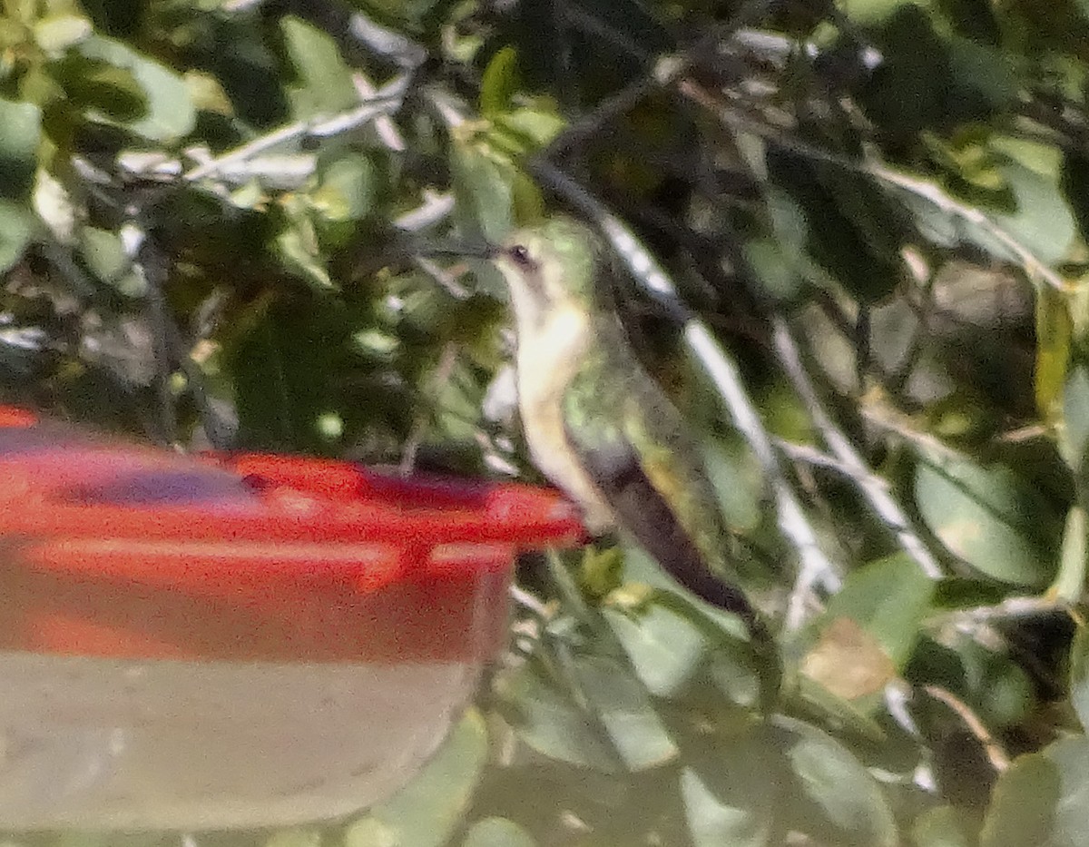 Lucifer Hummingbird - ML152140301