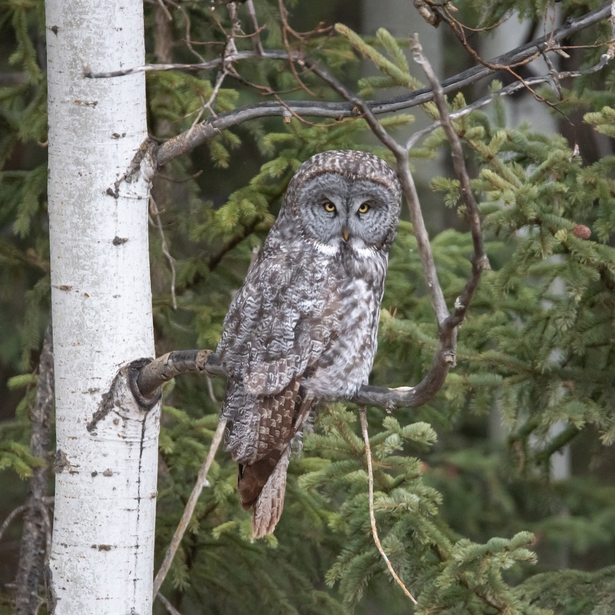 Great Gray Owl - Lyle Grisedale