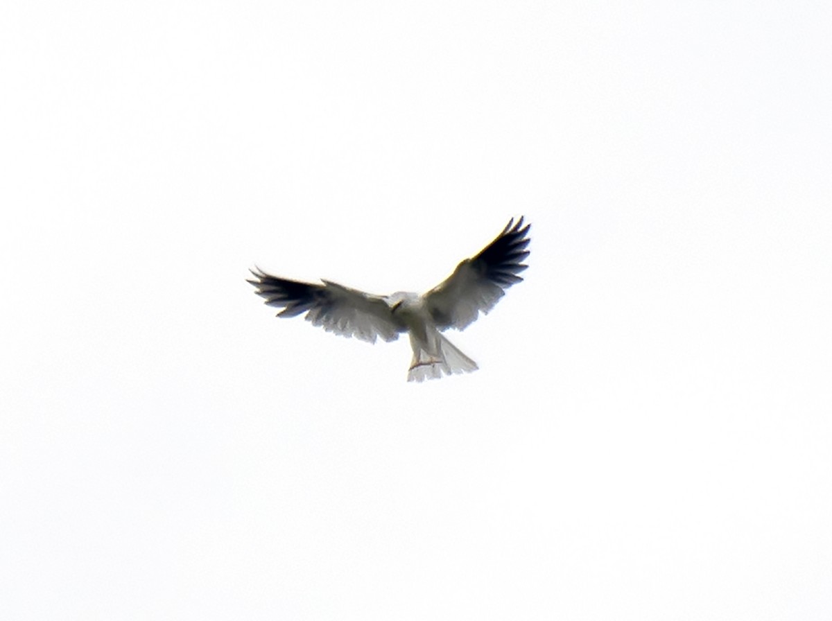 White-tailed Kite - Ron Grabyan