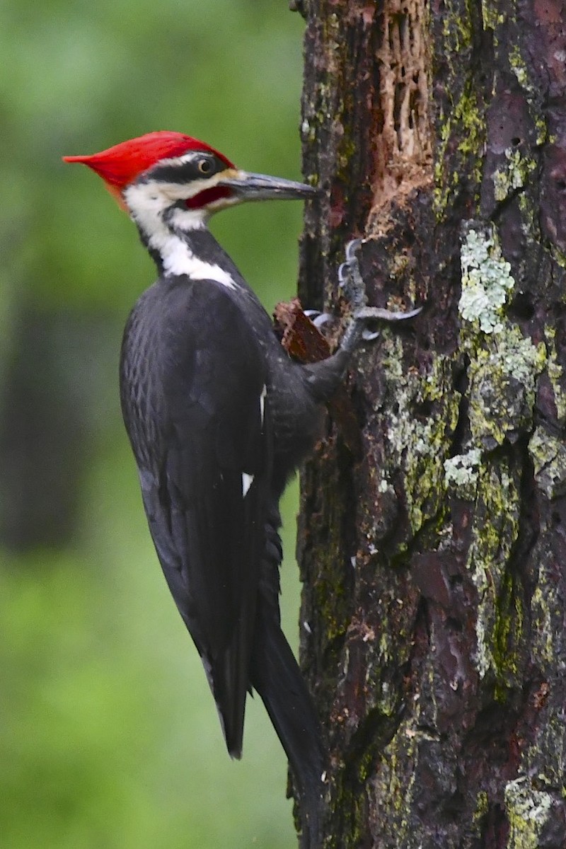 Pileated Woodpecker - Christine Kozlosky