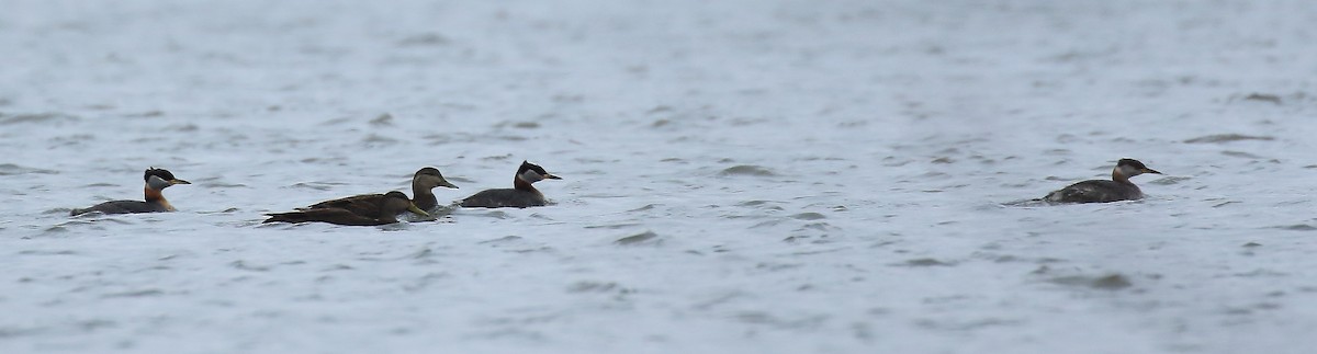 Red-necked Grebe - ML152143051