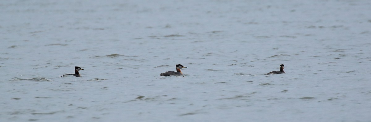 Red-necked Grebe - ML152143081