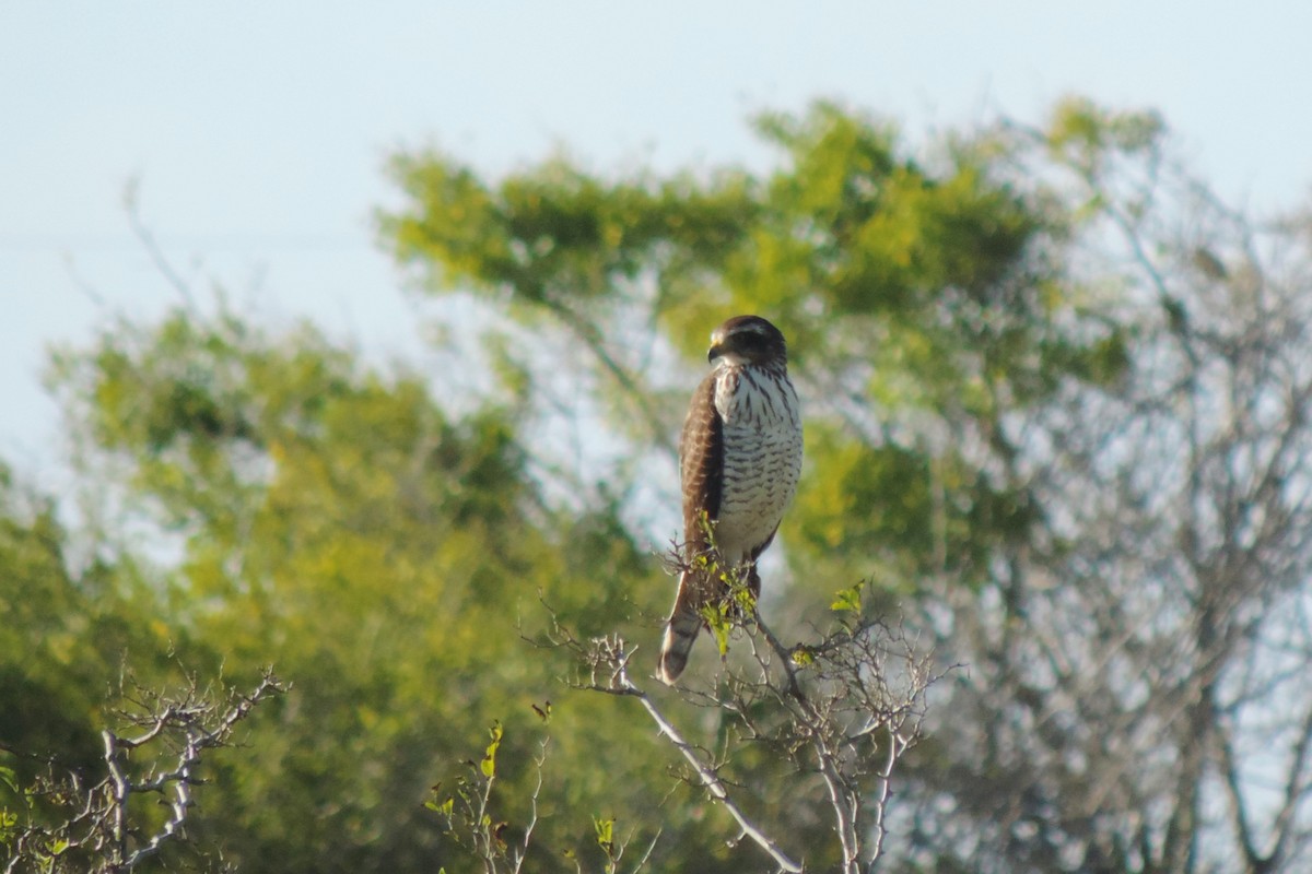 Roadside Hawk - Peregrinus Birding