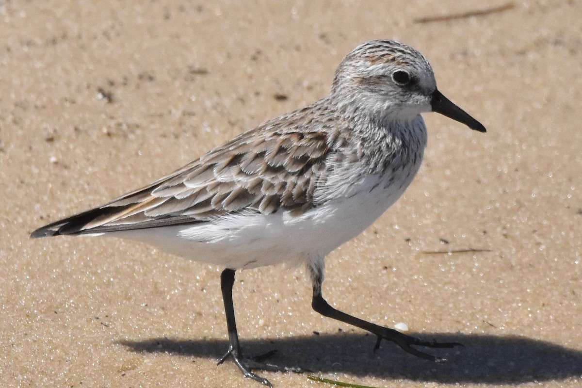 Semipalmated Sandpiper - Timothy Carstens