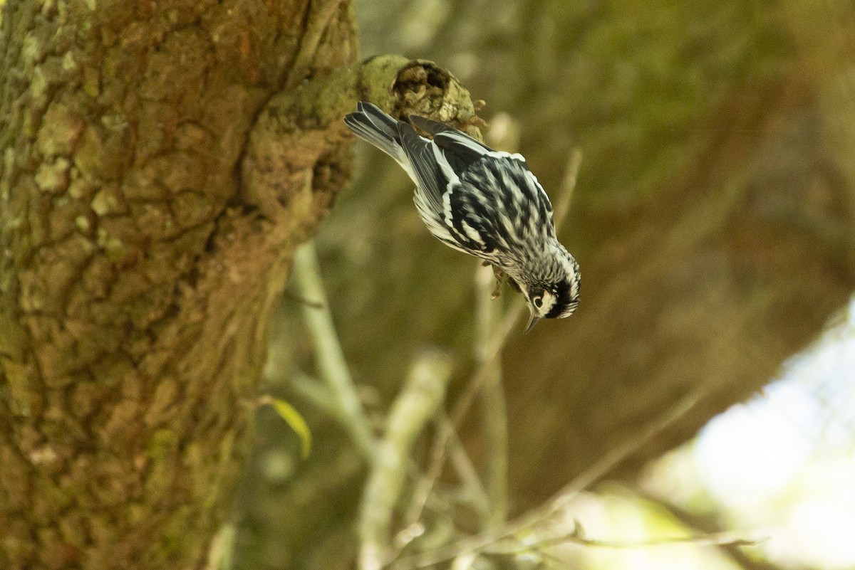 Black-and-white Warbler - Joshua Covill