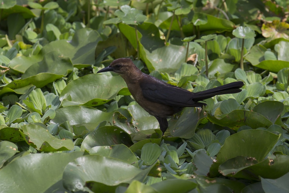 Boat-tailed Grackle - ML152145651