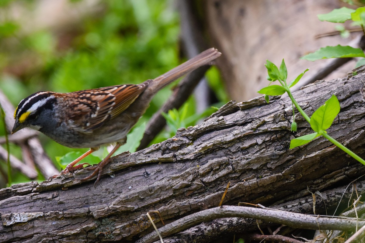 White-throated Sparrow - Austin Bell