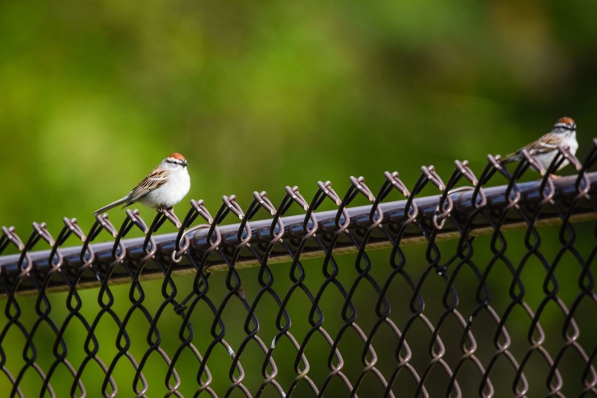 Chipping Sparrow - Austin Bell