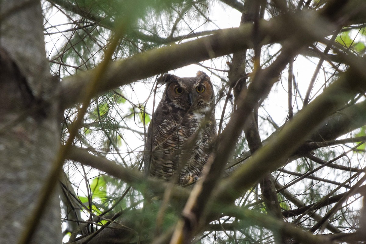 Great Horned Owl - Austin Bell