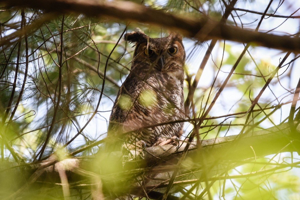 Great Horned Owl - Austin Bell