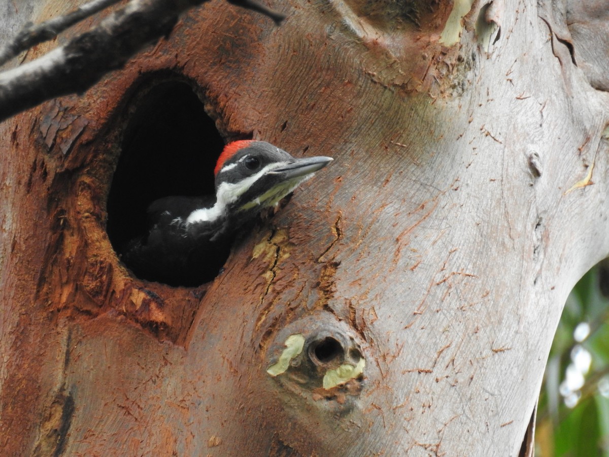 Pileated Woodpecker - Ben Meredyk