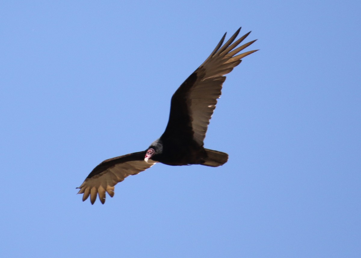 Turkey Vulture - ML152149901