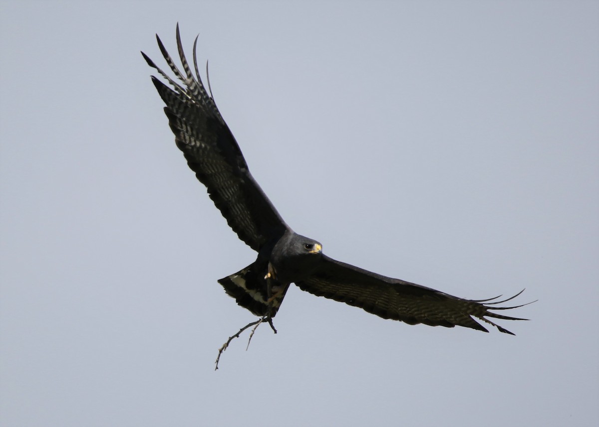 Zone-tailed Hawk - Louis Hoeniger