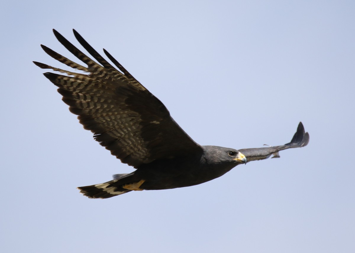 Zone-tailed Hawk - ML152150251