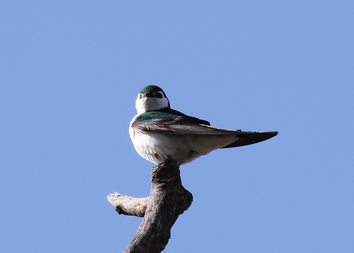 Violet-green Swallow - Louis Hoeniger