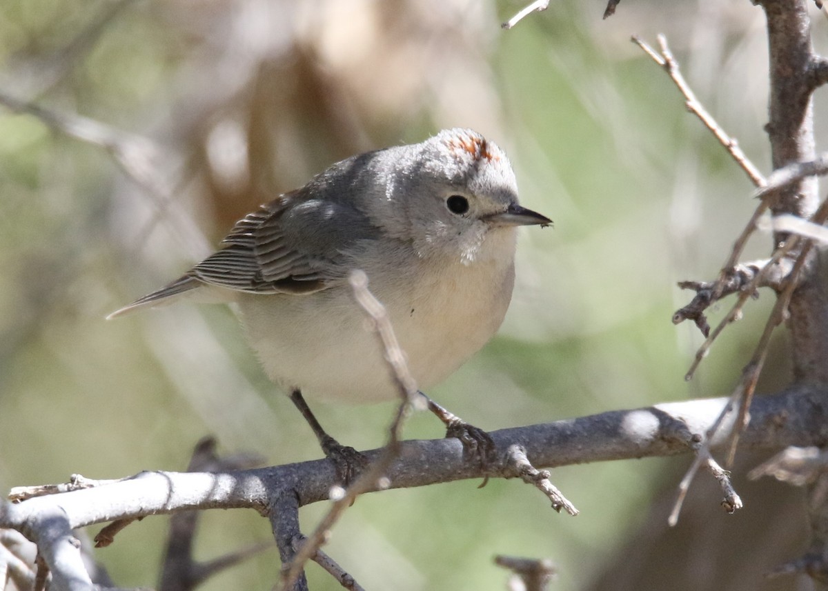 Lucy's Warbler - ML152151121