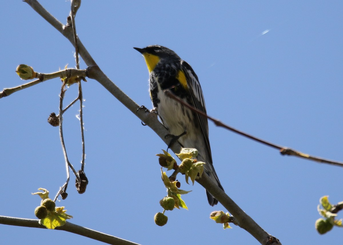Yellow-rumped Warbler (Audubon's) - ML152151261