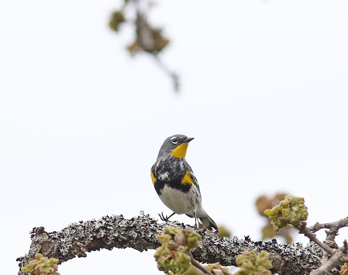 Yellow-rumped Warbler - Marie O'Shaughnessy