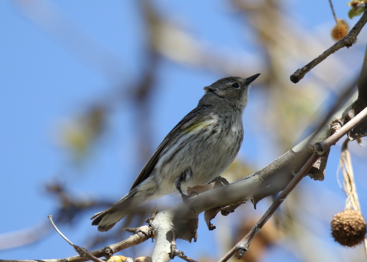 Yellow-rumped Warbler (Audubon's) - ML152151371