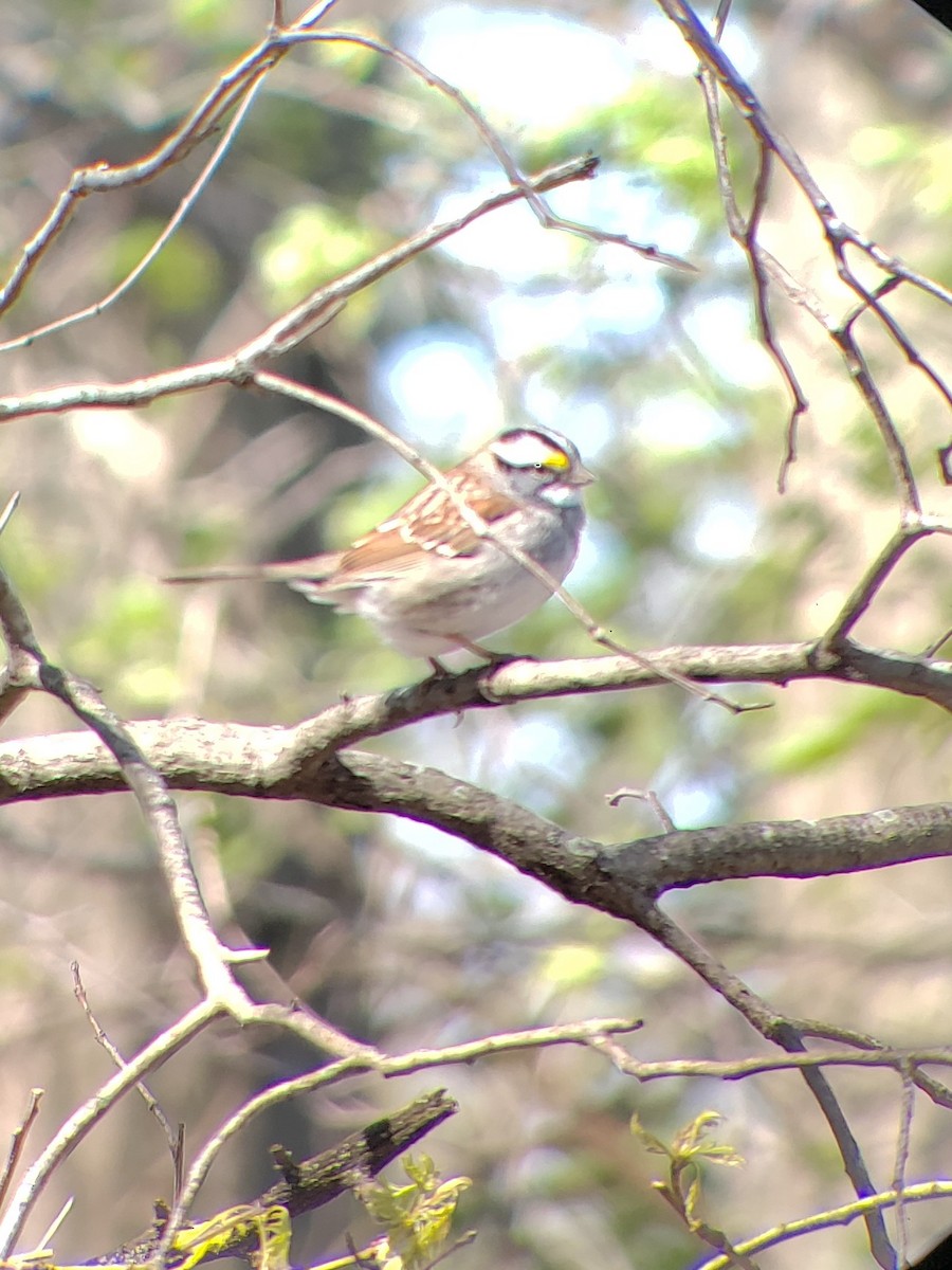 White-throated Sparrow - Jake Kickbohle