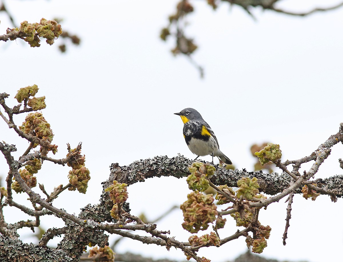 Yellow-rumped Warbler - Marie O'Shaughnessy