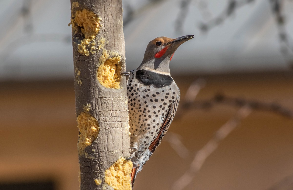 Northern Flicker (Red-shafted) - ML152151541