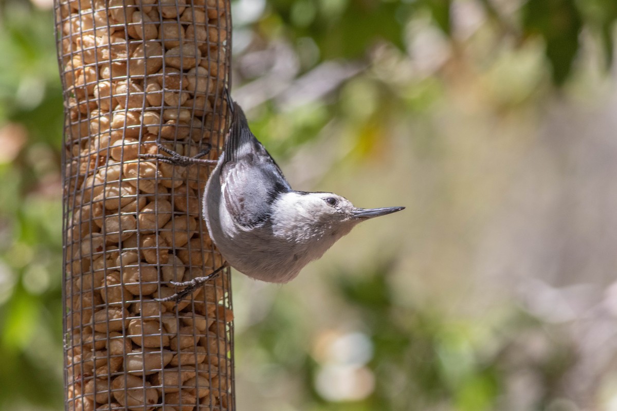 White-breasted Nuthatch - ML152151601