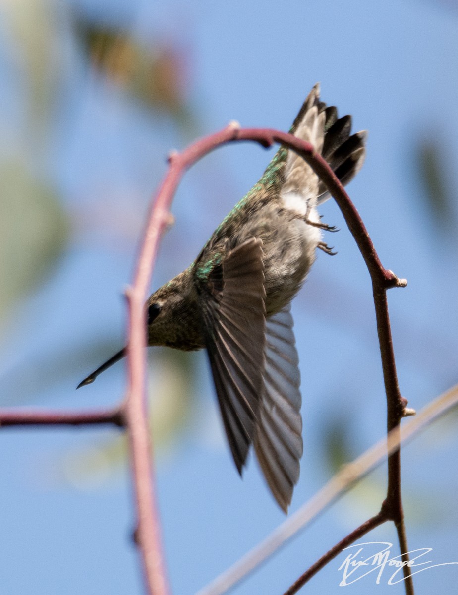 Anna's Hummingbird - ML152151931
