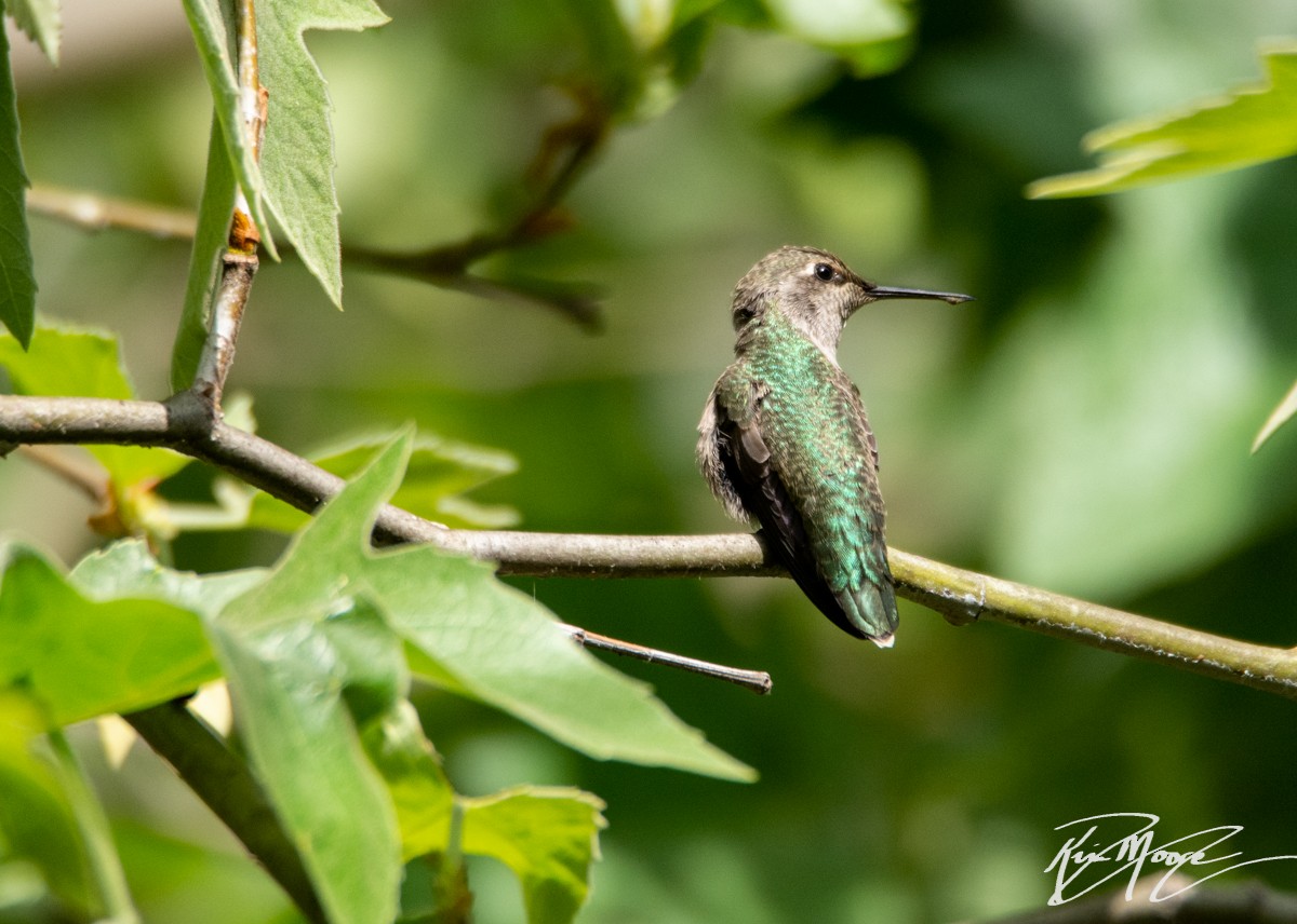 Anna's Hummingbird - ML152151941