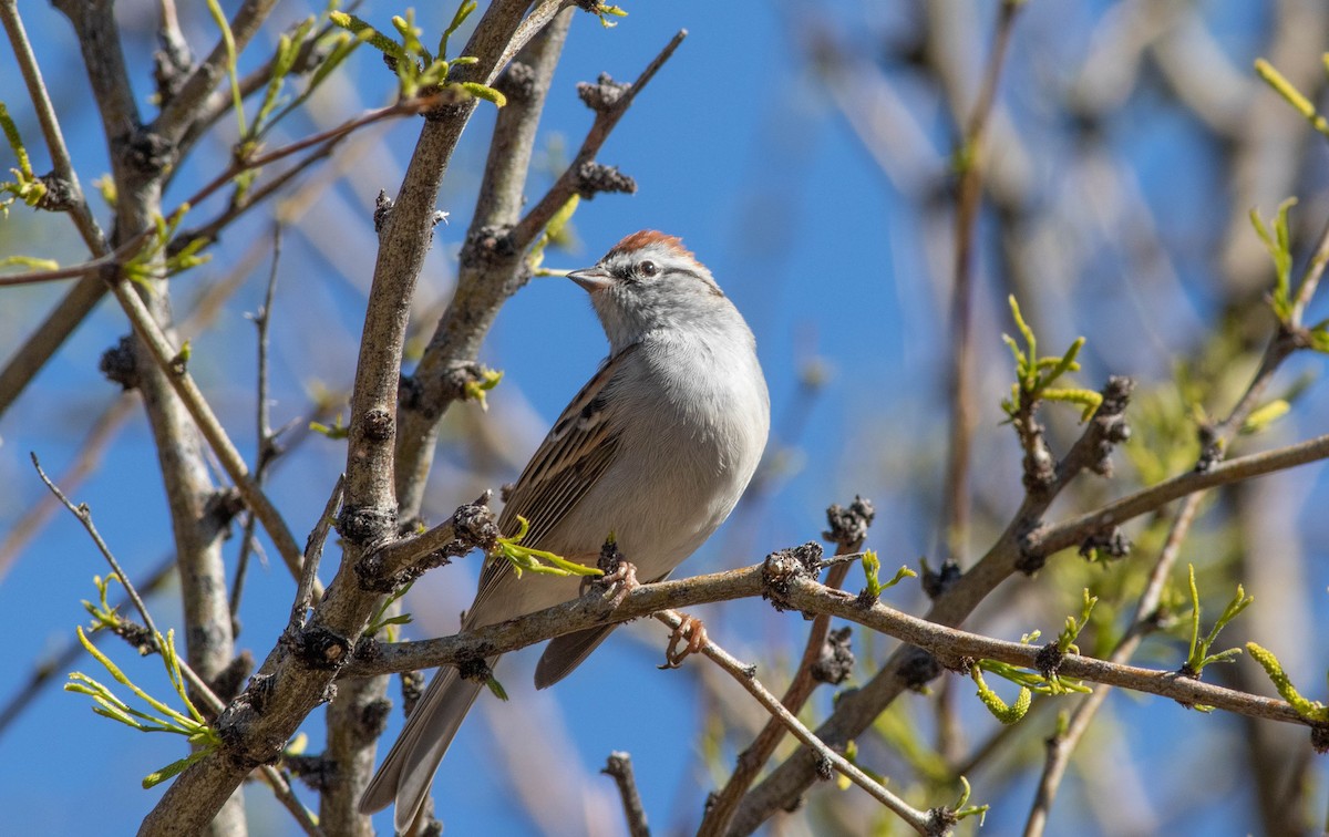 Chipping Sparrow - Linda McNulty