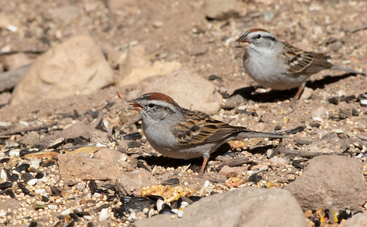 Chipping Sparrow - ML152151981