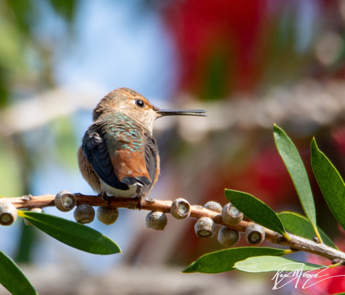 Allen's Hummingbird - Kim Moore