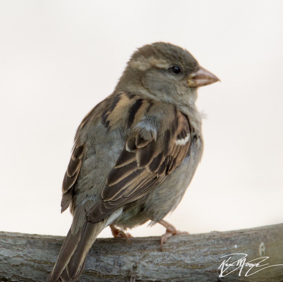 House Sparrow - ML152152771