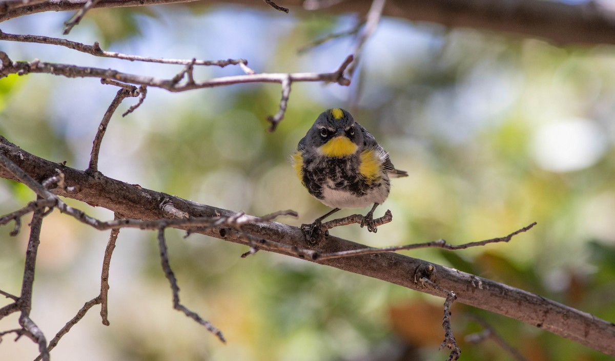 Yellow-rumped Warbler (Audubon's) - ML152152821