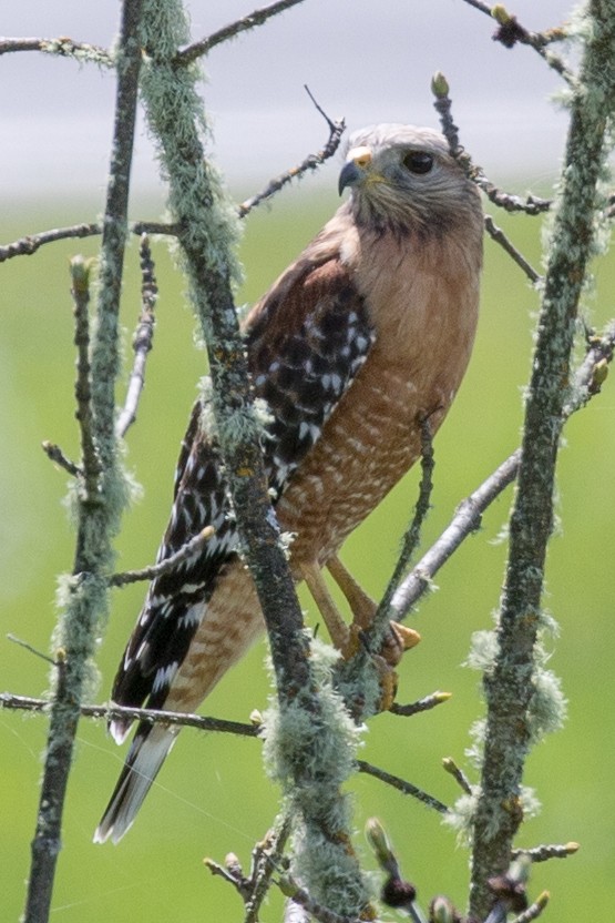 Red-shouldered Hawk - MarieRoyer Royer